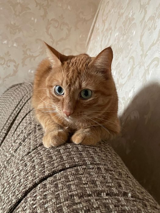 Отдам взрослого кота