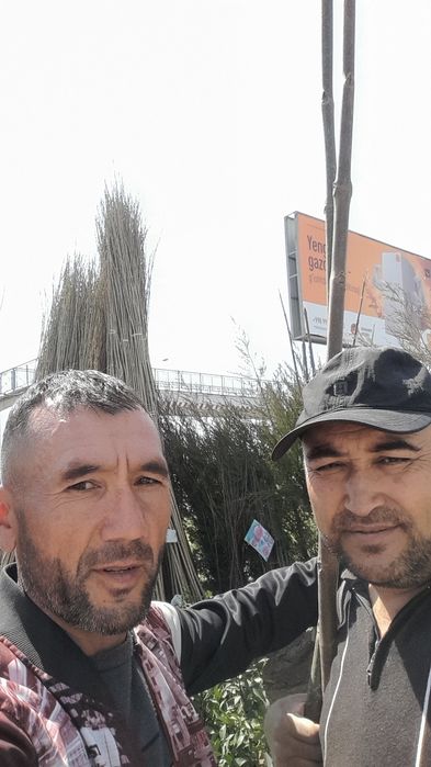 Mevali va terak kochatlar