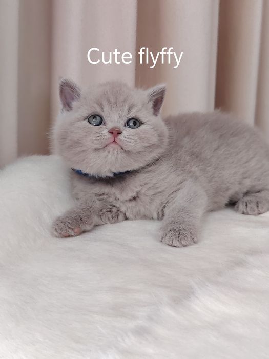 Кошечки и котики! Питомник