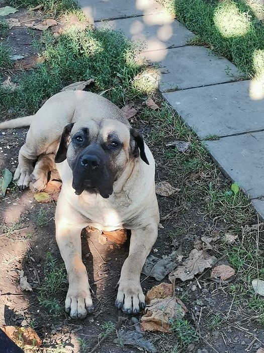 Vand mascul Presa Canario