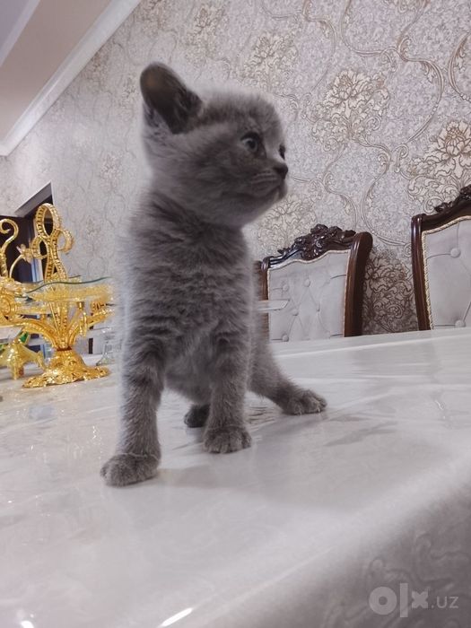 Котенок скотиш страйк продам породистые