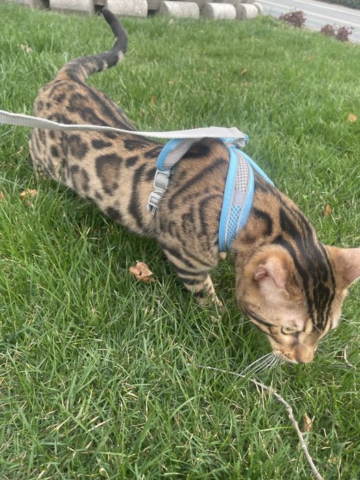 Toza zotli bengallar xammasi ugil bola