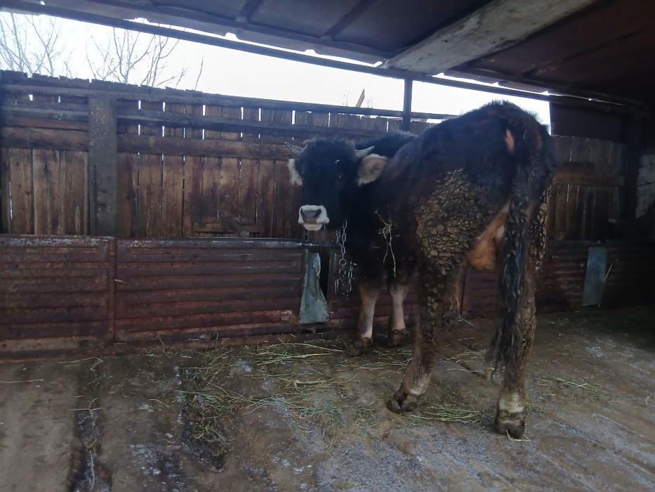 Продам годовалого бычка