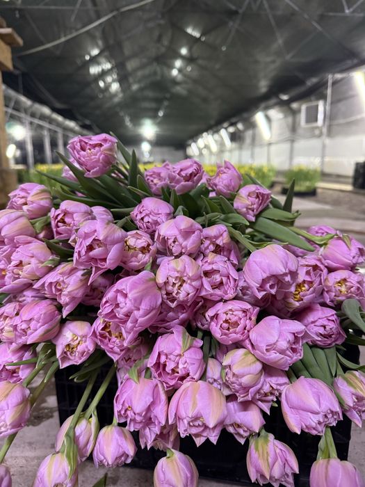 Луковицы тюльпанов