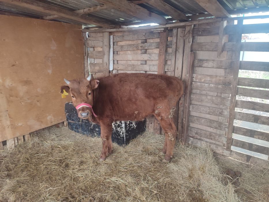 1,3 жасар кашар ұрғашы 41де тұр бағасын келісеміз