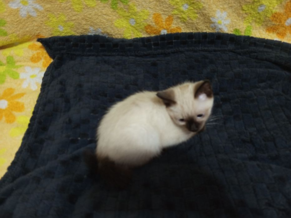 Одам кошку в добрые руки