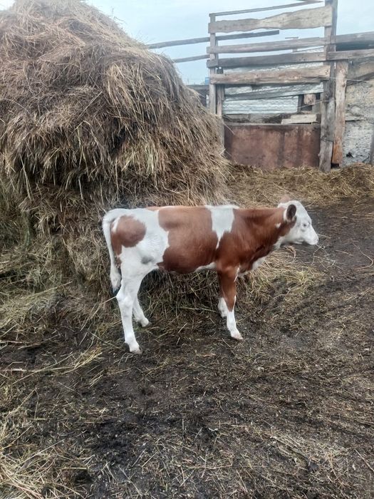 Продам первотелку с теленком телочка