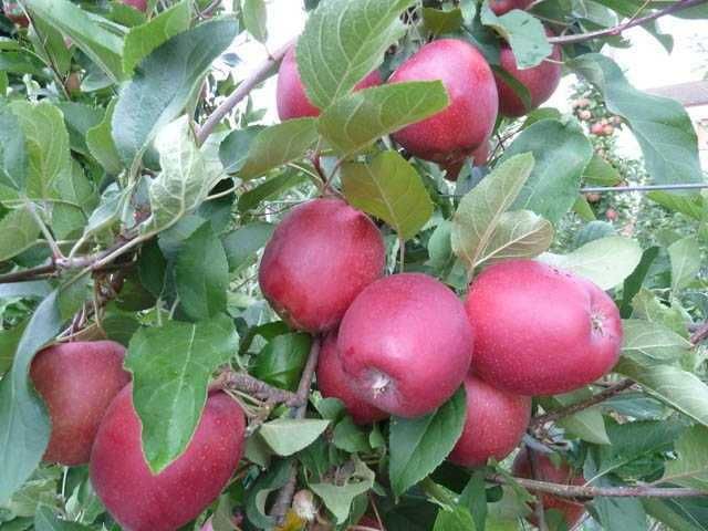 Олма кўчат | olma ko‘chat | пакана олма | ярим пакана олма | интенсив