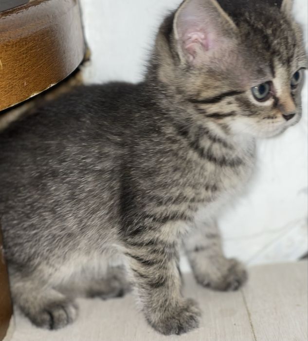 Котята девочки бесплатно