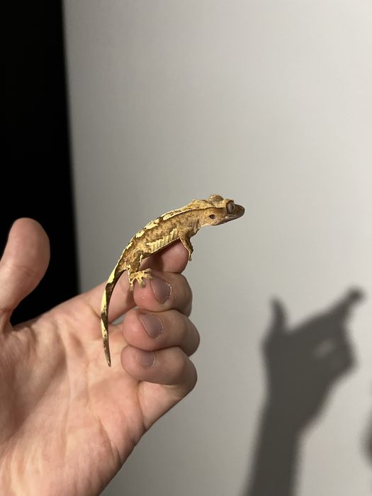 Crested gecko/ gecko cu creasta diferite morphuri