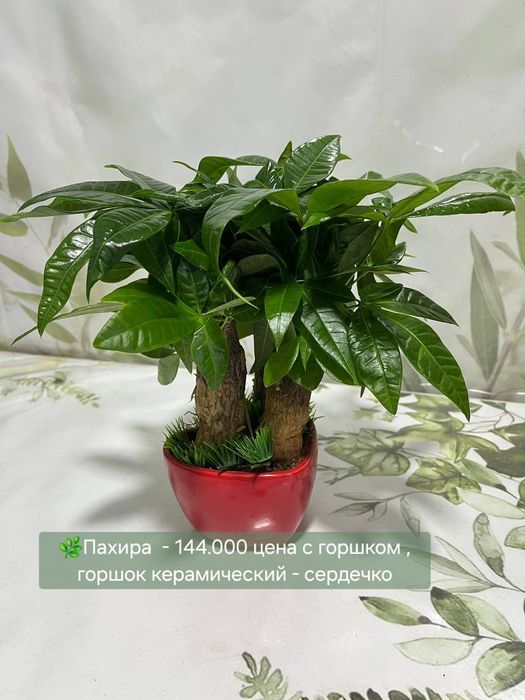 Муррайя, Пеперомия, Пахира и др