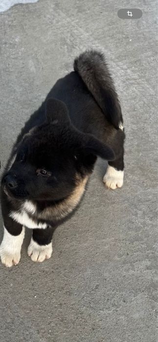 Pui Akita American, mascul 3 luni, vaccinat si deparazitat