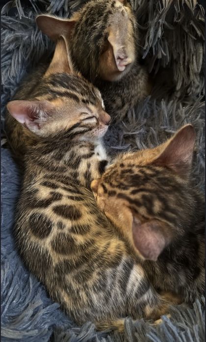 Бенгалы котята в хорошие руки