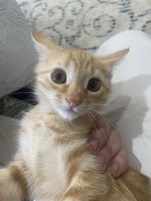 Котик за даром