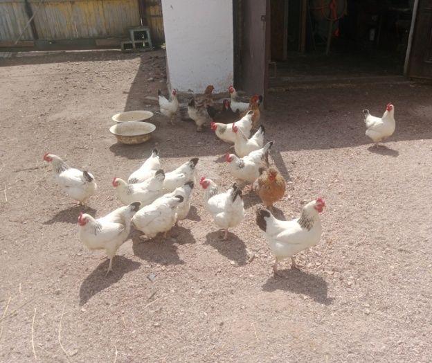 Продам цыплят , домашние !