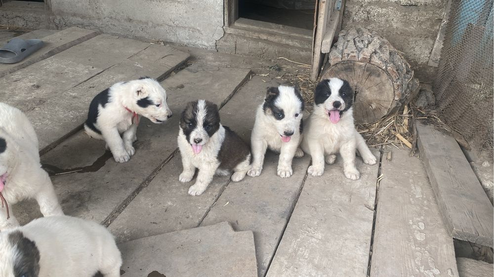 Продается щенки