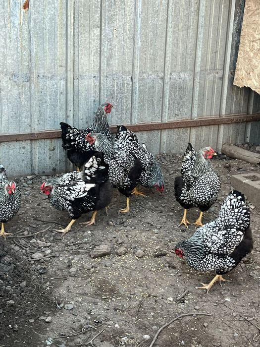 Виандот цыплята вьяндот