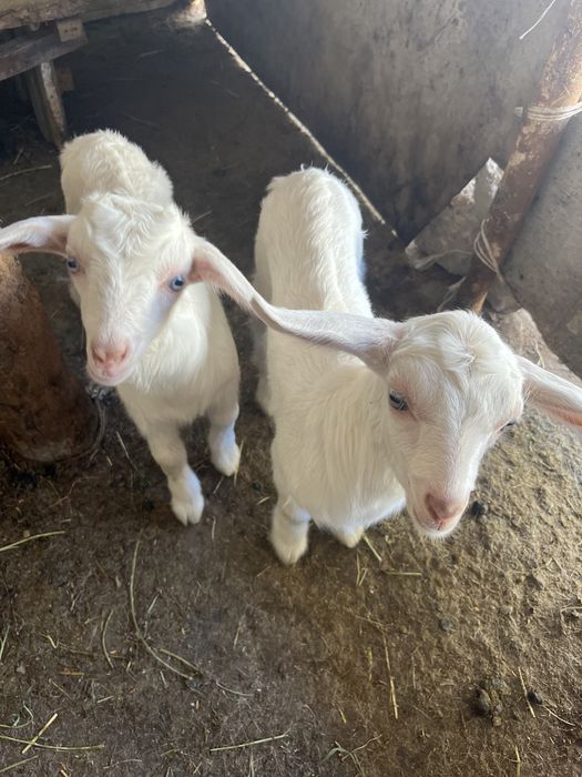 Лақ екеу ақ жетім