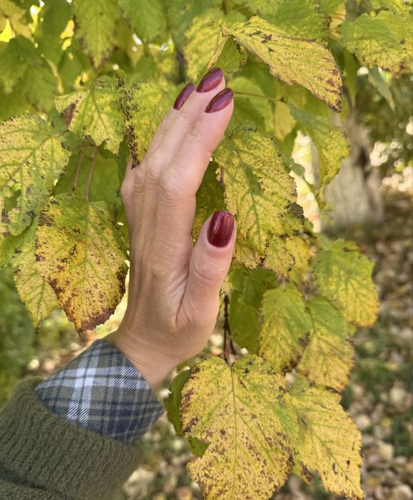 Студия Маникюра 3-16 А возле рынка