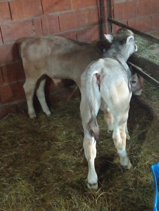 Vând tăurași înțărcați și sugari