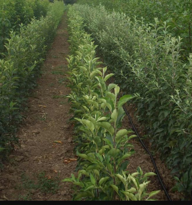 Vând Pomi altoiți anul 2, 3