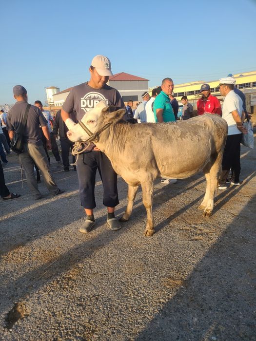 gunajin fargonada 1 yarim yosh