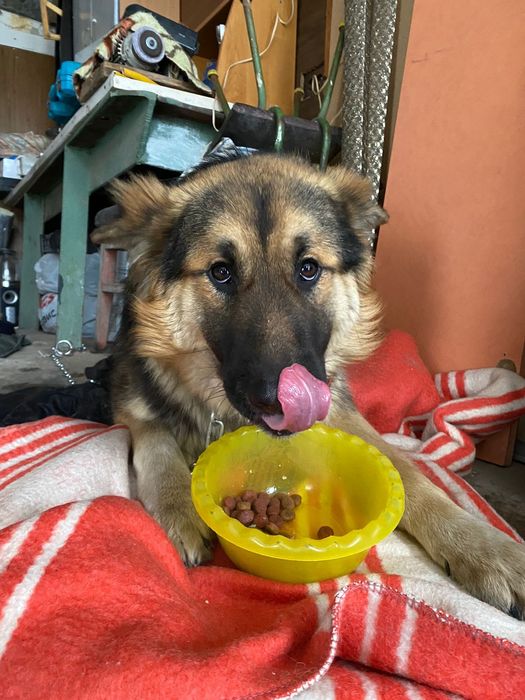 Молодой пёс ищет дом.