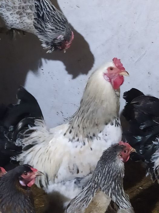 Продам петухов амераукано,брама.