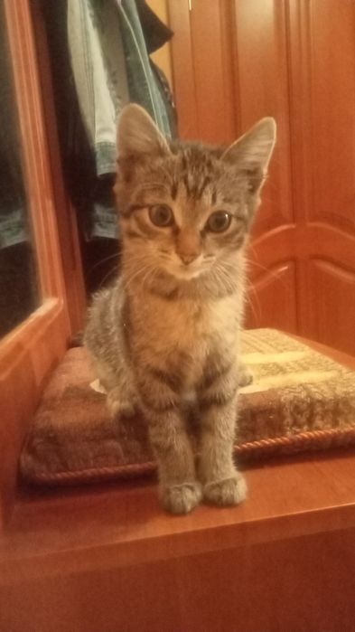 Котик в добрые руки