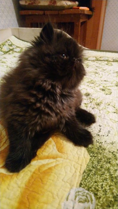 Продам котёнка экзот