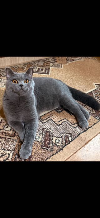 Британски котенца