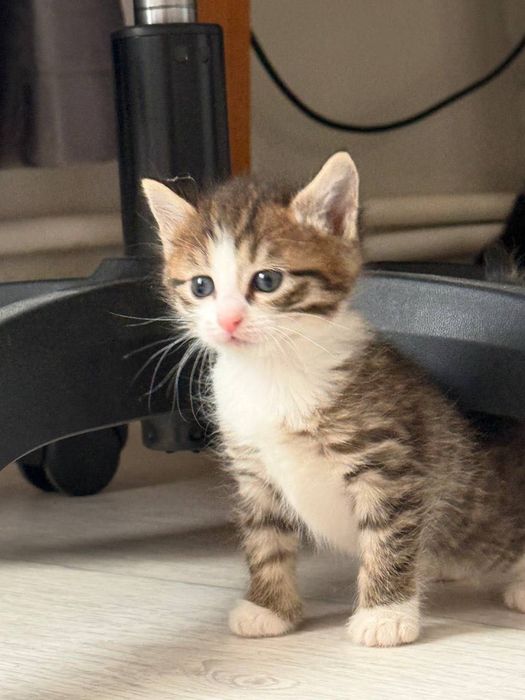 Отдам котят в добрые руки