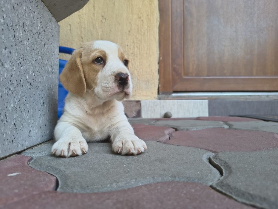 Cățel beagle bicolor