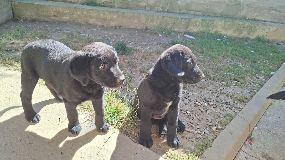 Cățelușe labrador își caută stăpânul