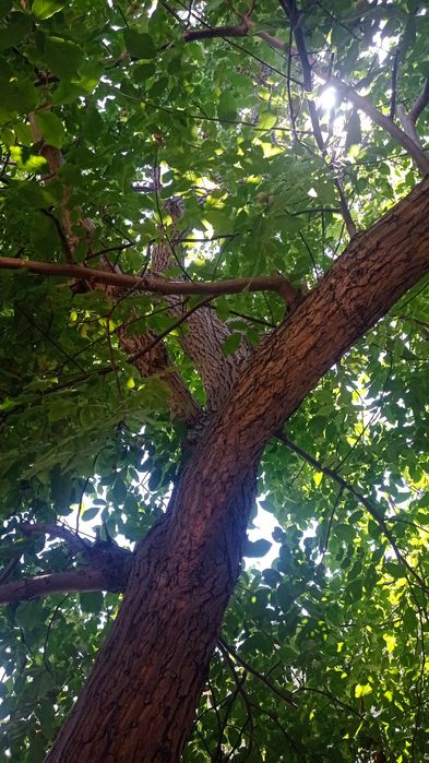 Предложение для мебельщиков.Продаю большое  дерево грецкого ореха.