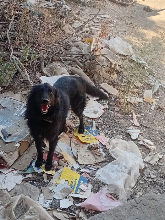 Афчарка российская с двое продаю чёрный жёлтый