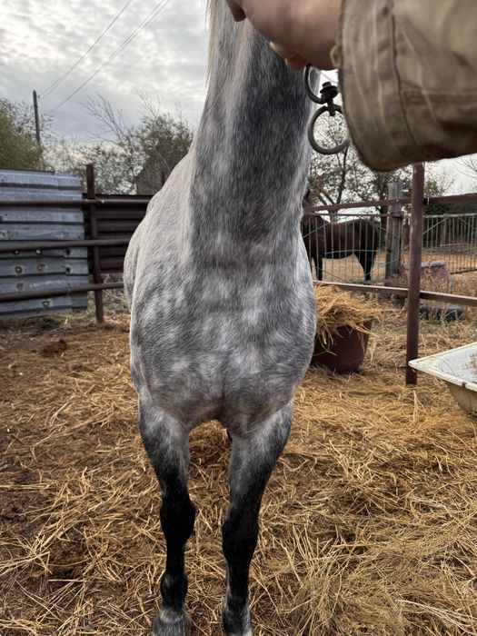 Продается Мерин, 7 лет