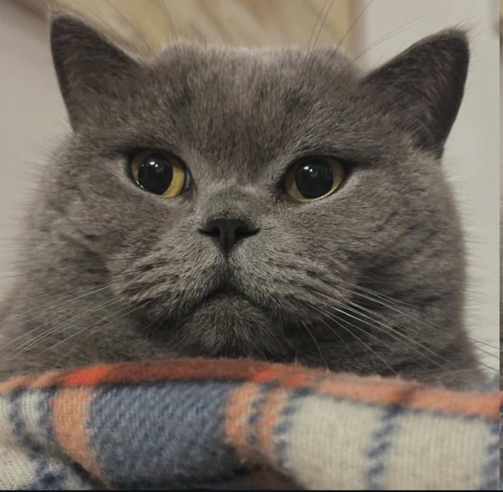 Mushuk Sotilmaydi Vyazka uchu .