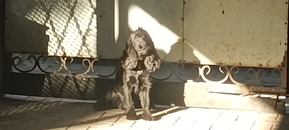 Продается для охоты и дома.