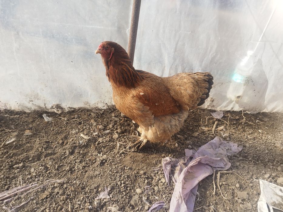 Brahma, chabo, fazan comun, rate alergatoare sau rate indiene