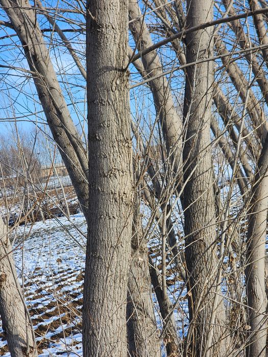 Kaliforniya terak sotiladi Chiroqchi