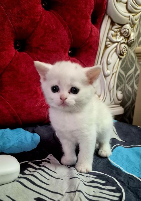 Котята шиншилла шотландские