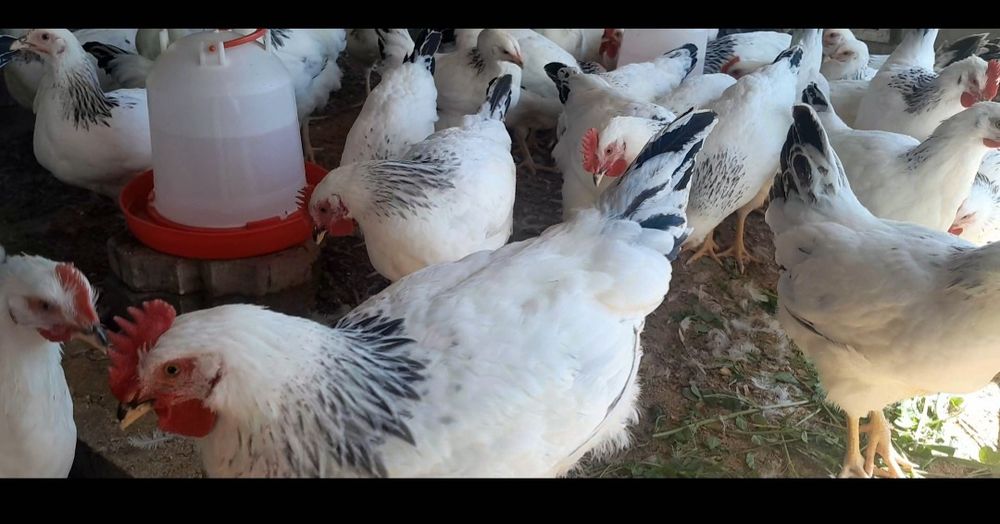 2 жарым айлық адлер әтештері