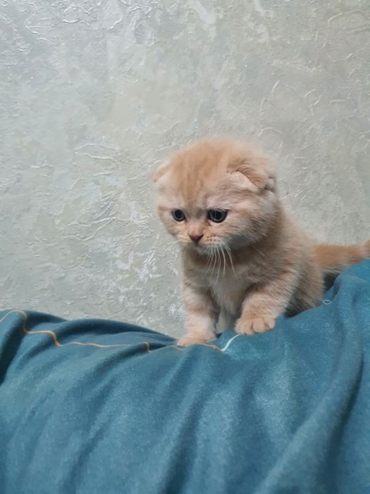Скотиш фолд котёнок