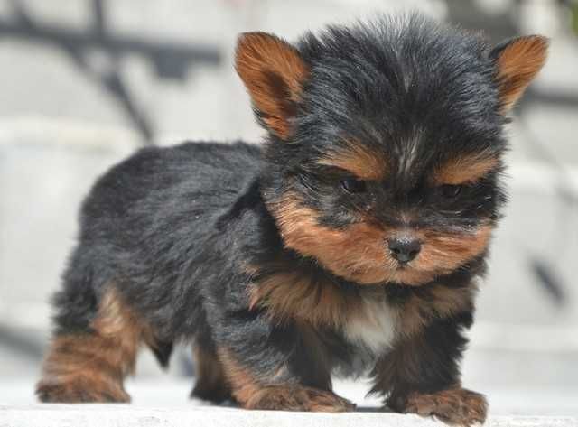 Йоркширски териер мини baby face