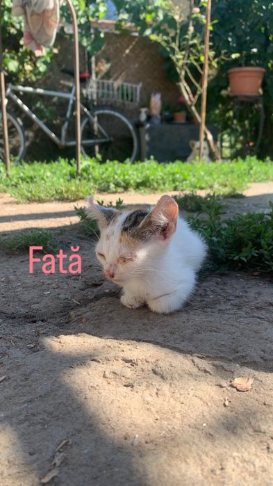 Pisici pentru adoptie