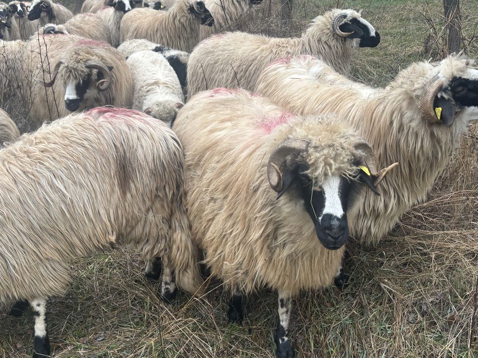 Oi de vanzare majoritatea cu mieii langa  ele
