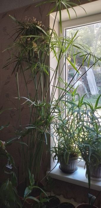 Продам пальму. Самовывоз.