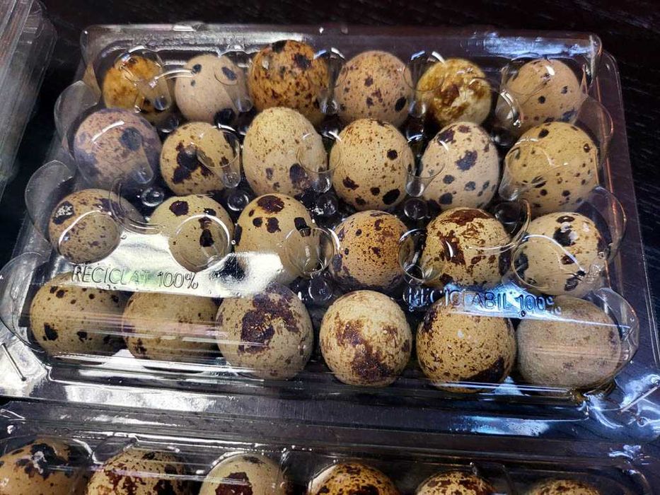 Cofraje caserole 12, 21, 24 si 30 oua prepelite pe stoc