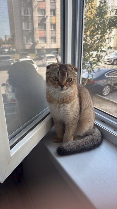Кошака порода висалухая
